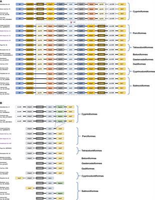 Homeostasis Regulation by Potassium Channel Subfamily K Member 3 (KCNK3) in Various Fishes